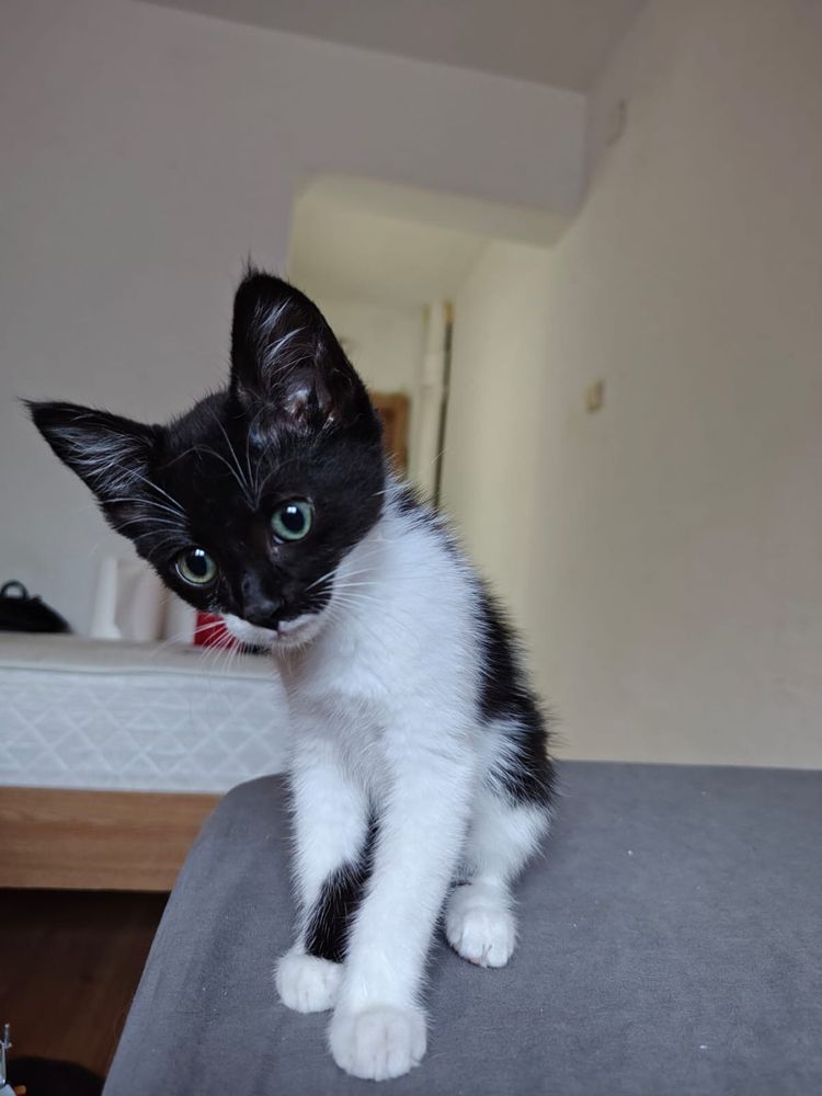 Pisicute popicute pentru adoptie sau foster