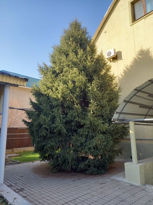 Зеленая ель крупномеры и средние, коника канадская карликовая, крупная