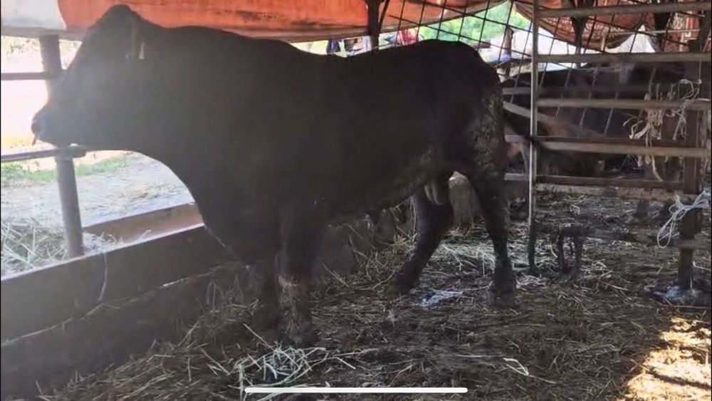 Vand 2  taurii angus de reproductie origine germania si Canada