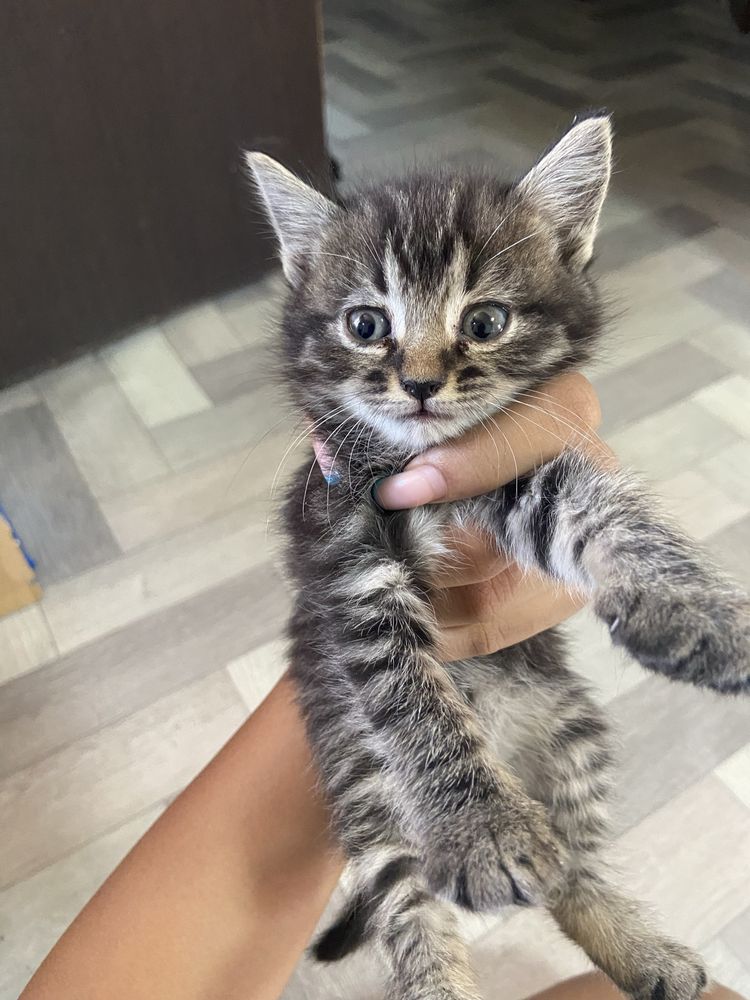 отдам котенка девочку
