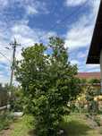 Magnolie susan 3-3,5m