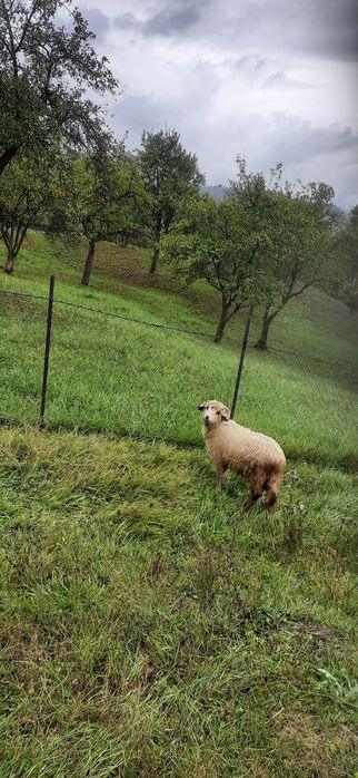 Vand berbecuț si oaie