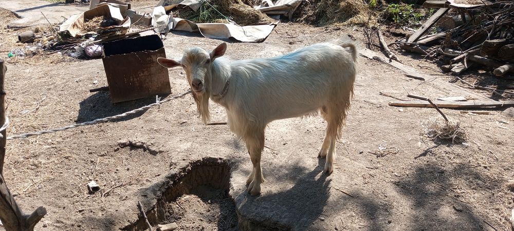 Продаю казел производитель заненский породы чистокровный