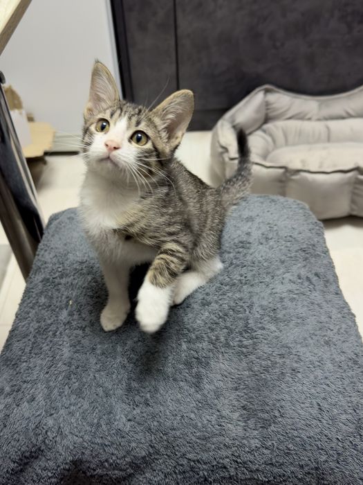 Домашний котенок девочка