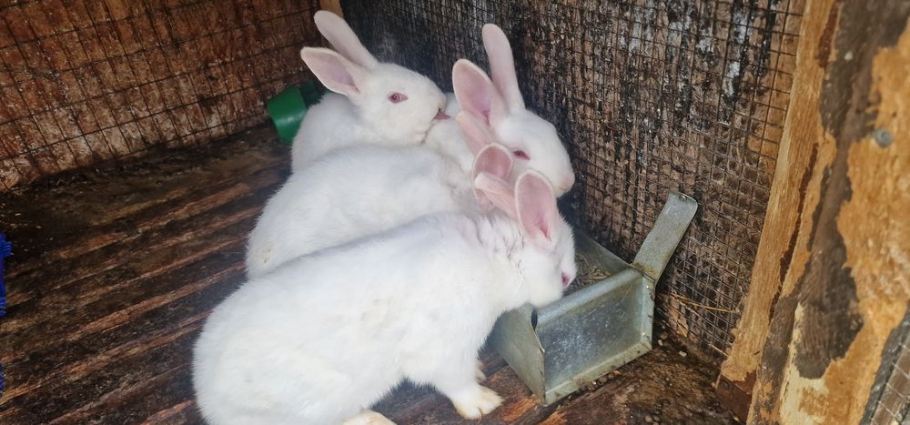 Iepuri Panon Alb tineret 8 săptămâni