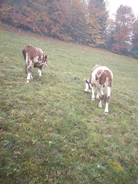 Vand junci de un an si opt luni
