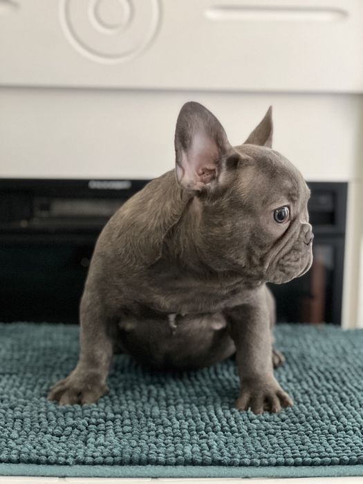 Bulldog francez fetita