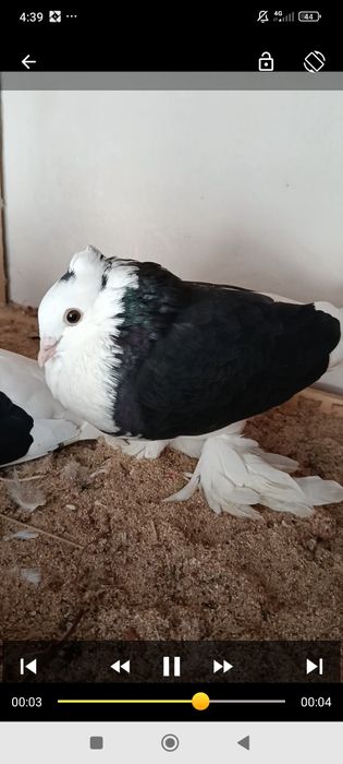 Qora xakka juft bezpetno tozasi