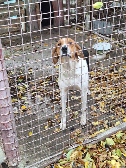 Гончие рабочие..