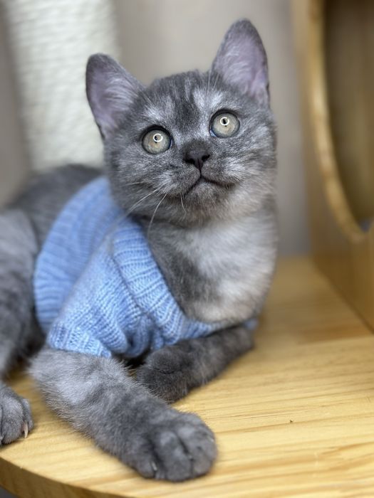 Шикарная плюшевая девочка Скоттиш-страйт (дымчатый окрас, SFS)