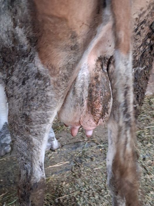 Vand o vaca de prăsilă