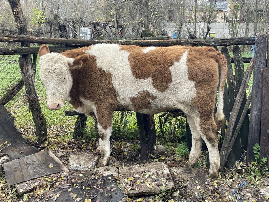 Vand vitea                            .