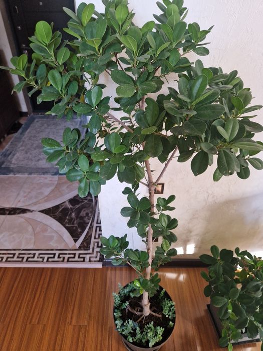 Макломе фикус ,40 тыс
