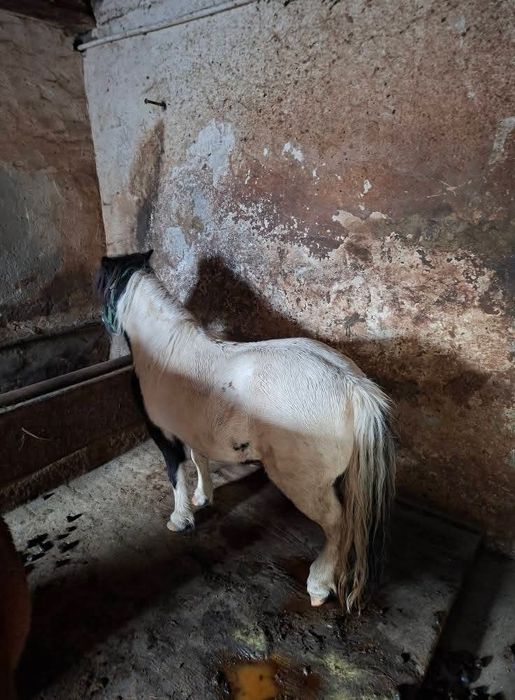 Poneita talie mica
