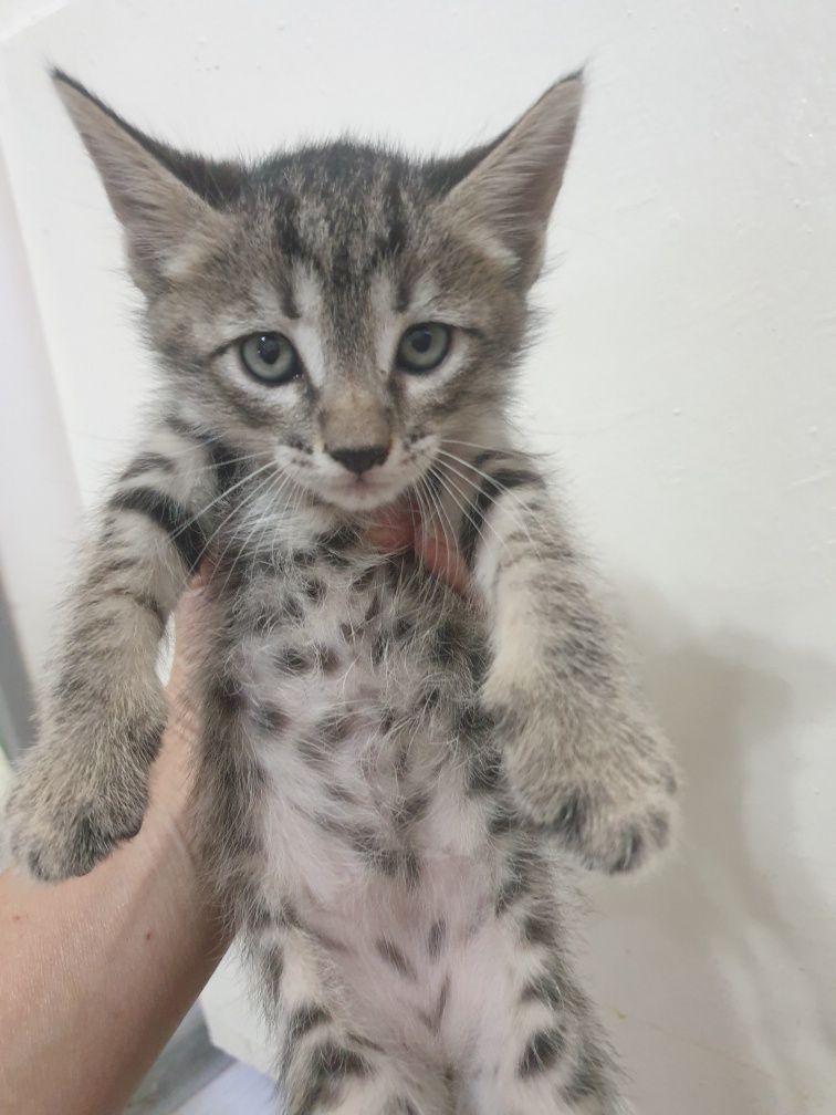 Котята в самые добрые руки