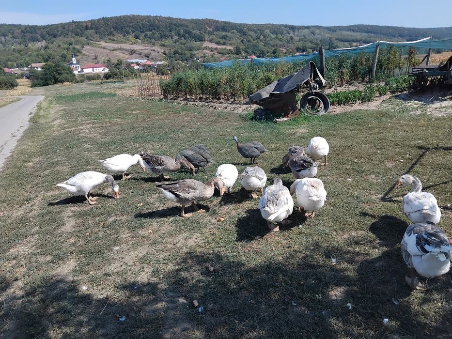 Vând gaste de anul acesta