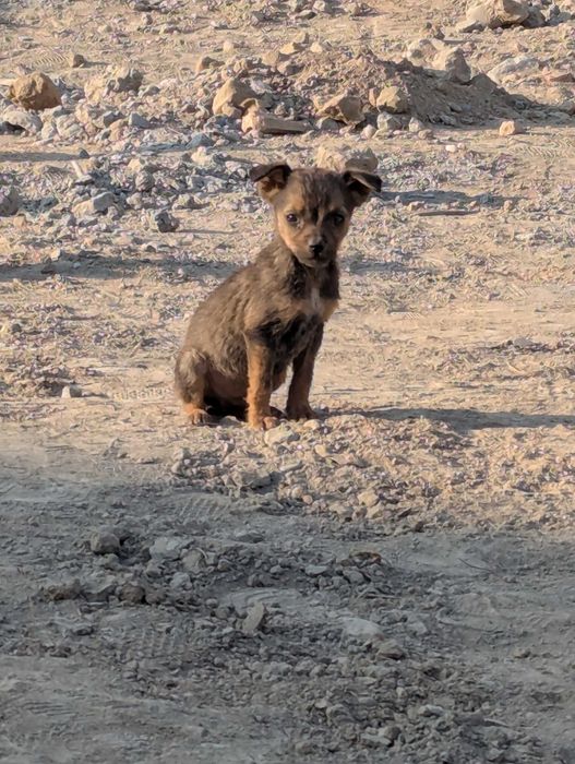 Отдам даром 2 месячных щенков