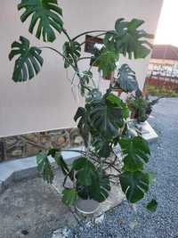 Ficus de vanzare