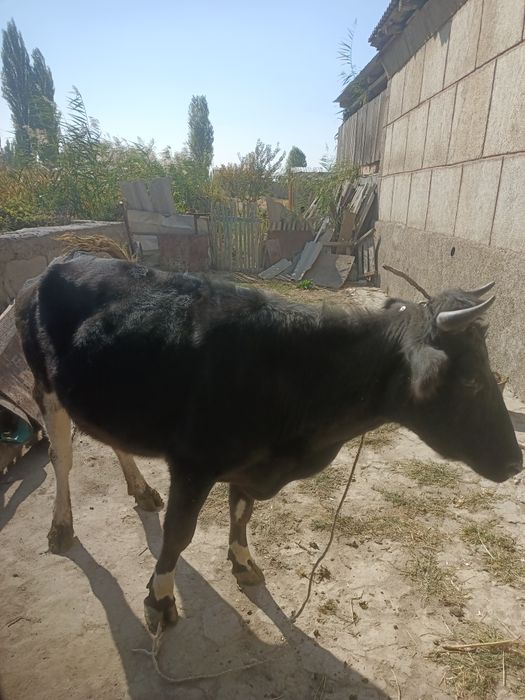 Продается стельная корова
