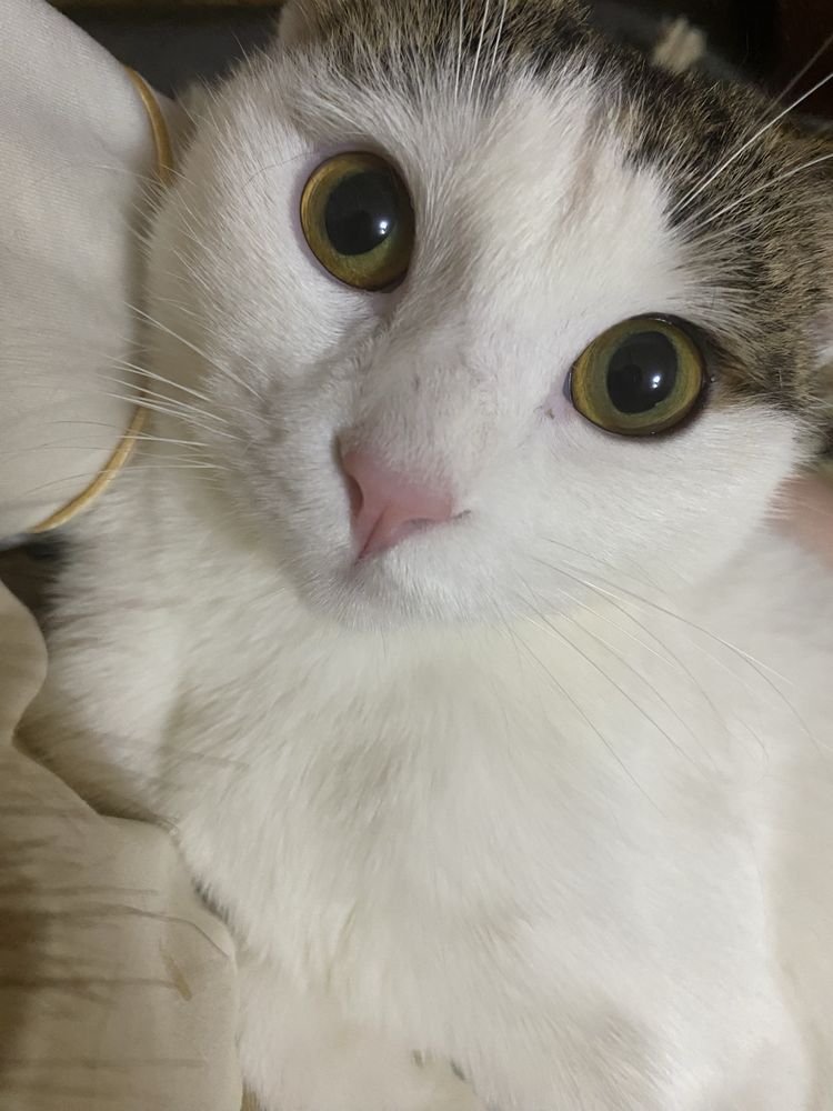 нужет кот на взяку