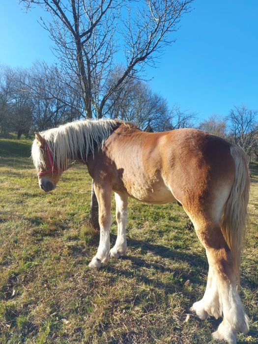 Vand armăsar de 2 ani
