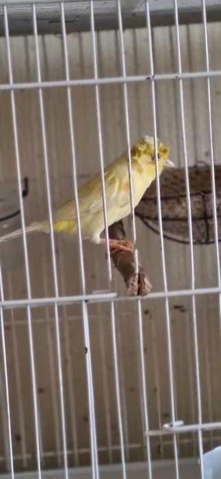 Чубатый самец 10 мес., очень красиво и нежно поёт