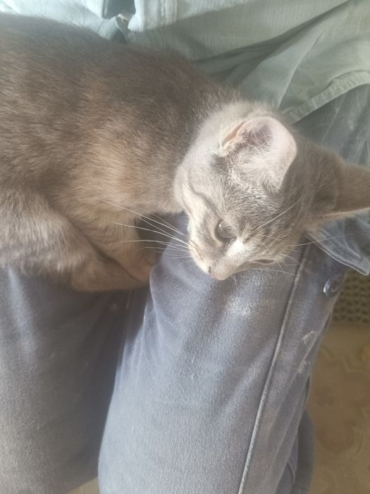 Марғау тегін берем