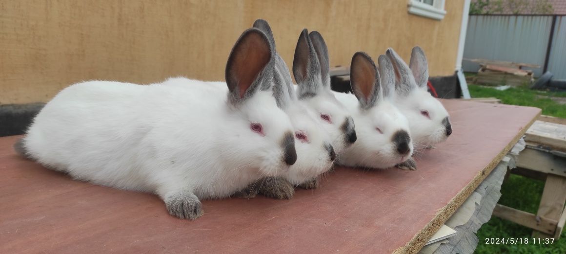 Кролики- крольчата Калифорния и Французский Баран