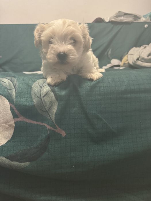 Bichon Maltez mini toy
