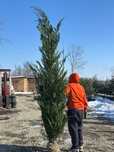 Cupressocyparis Leylandii – verdeață garantată tot anul