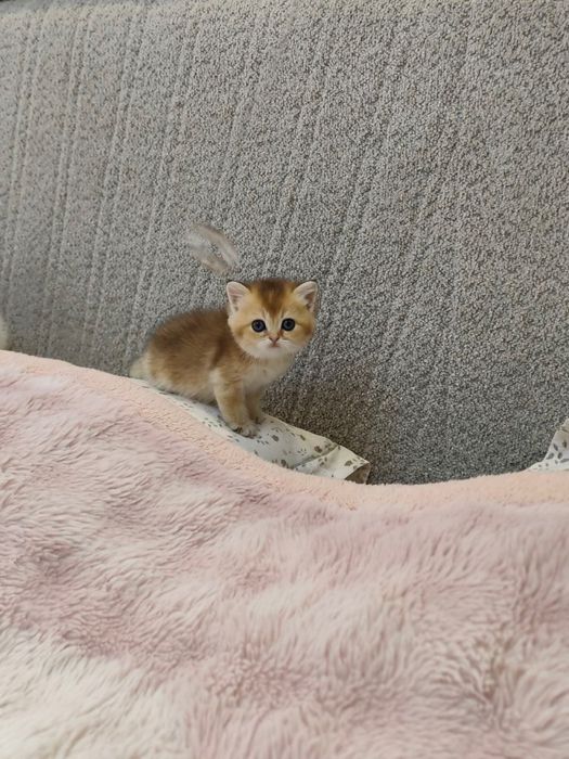 Продаются  котенок чёрны золота