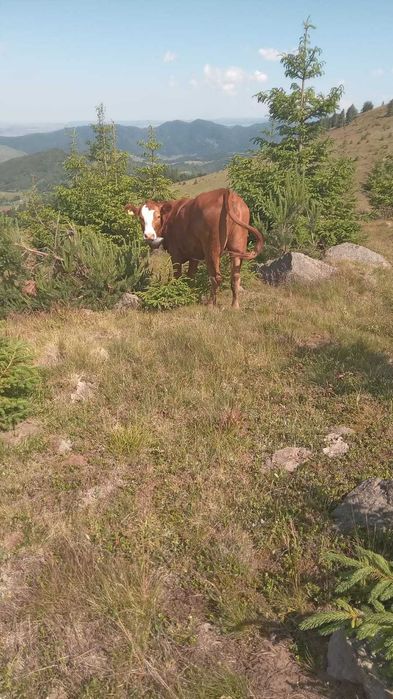 Vand vaca angus cu vitea