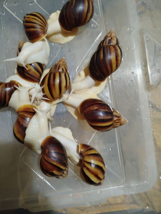 Улитки ахатины фулики Альбино боди 10 000 сум