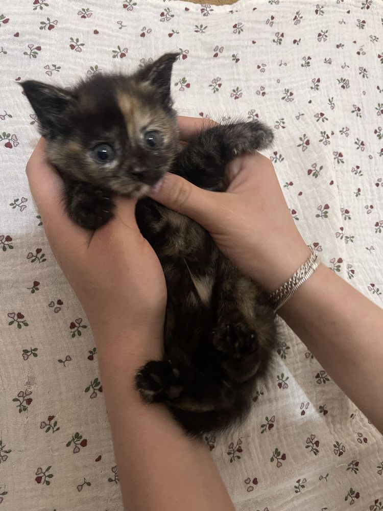 Отдам котяту в добрые руки
