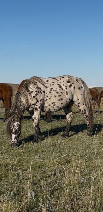 Байшұбар, шұбар, чубарый жеребец айғыр