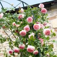 Trandafir Cățărător " Pierre de Ronsard soi Toscana'  2m ghiveci