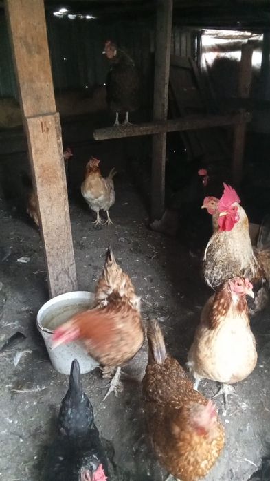 Петух крупной домашней породы