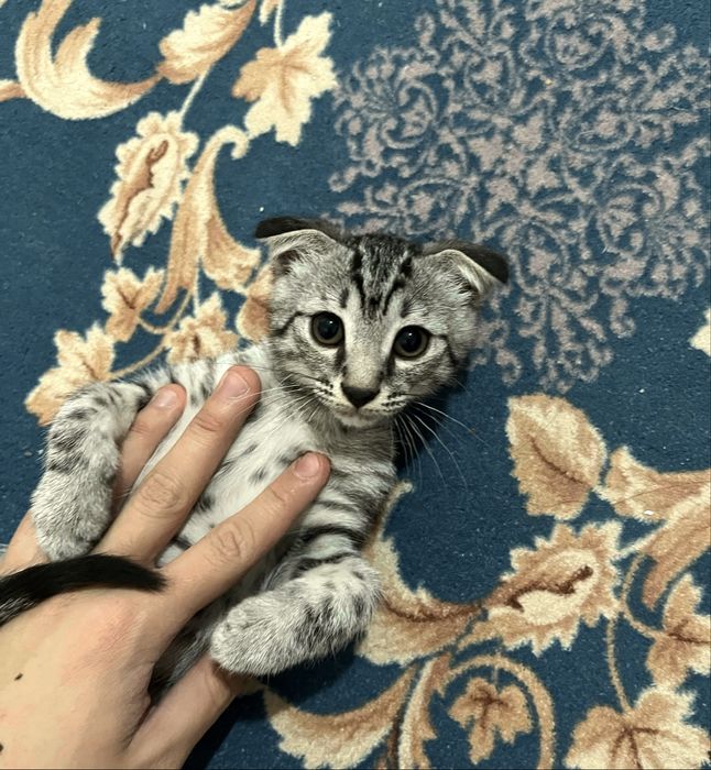 шотландская вислоухая