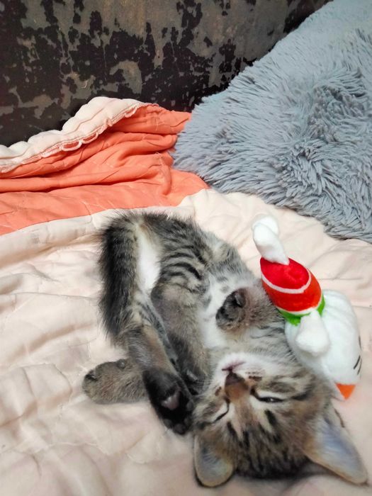 Отдам котят в добрые руки