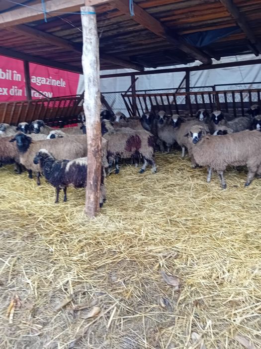 Berbecuti din oi bune de lapte