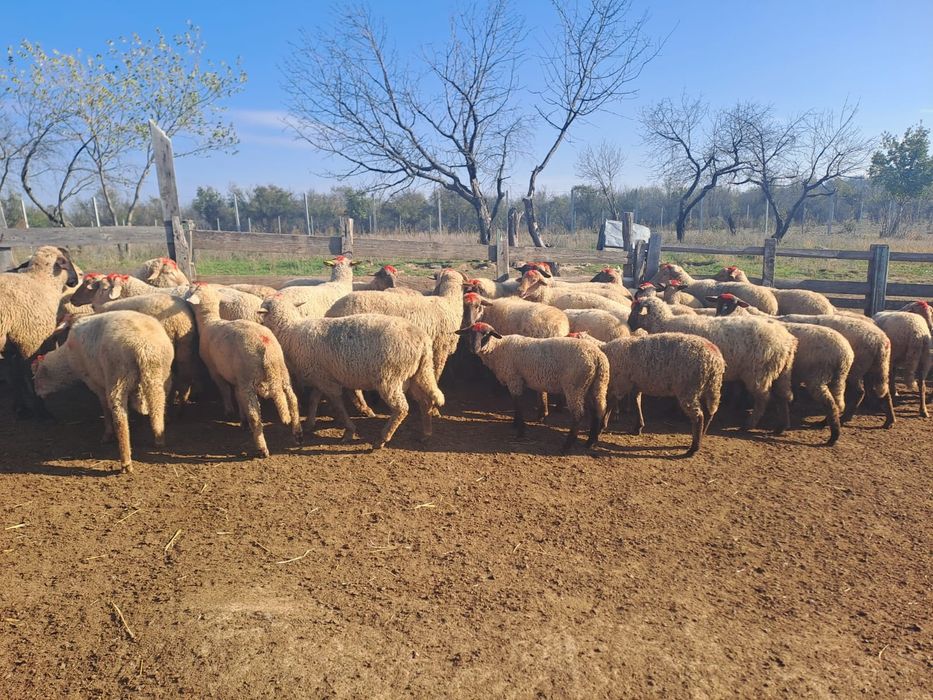 Oi tigaie de vanzare