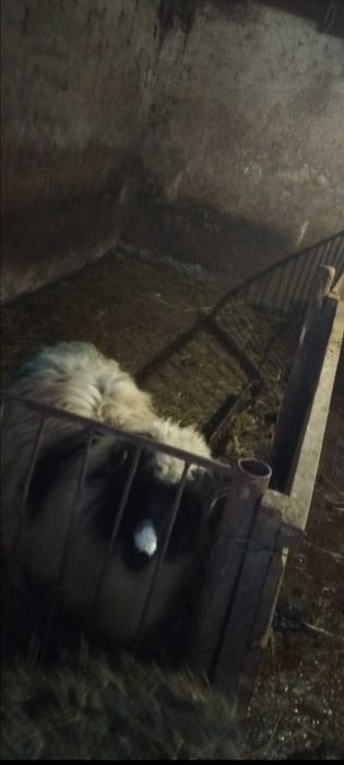 Vând berbecuț pentru ținut