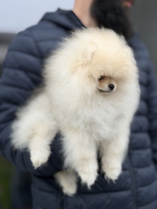 Baietel pomeranian mini/toy!