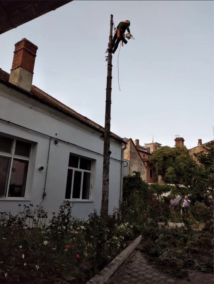 Arborist, alpinist utilitar in arbori, taiere de arbori/copaci