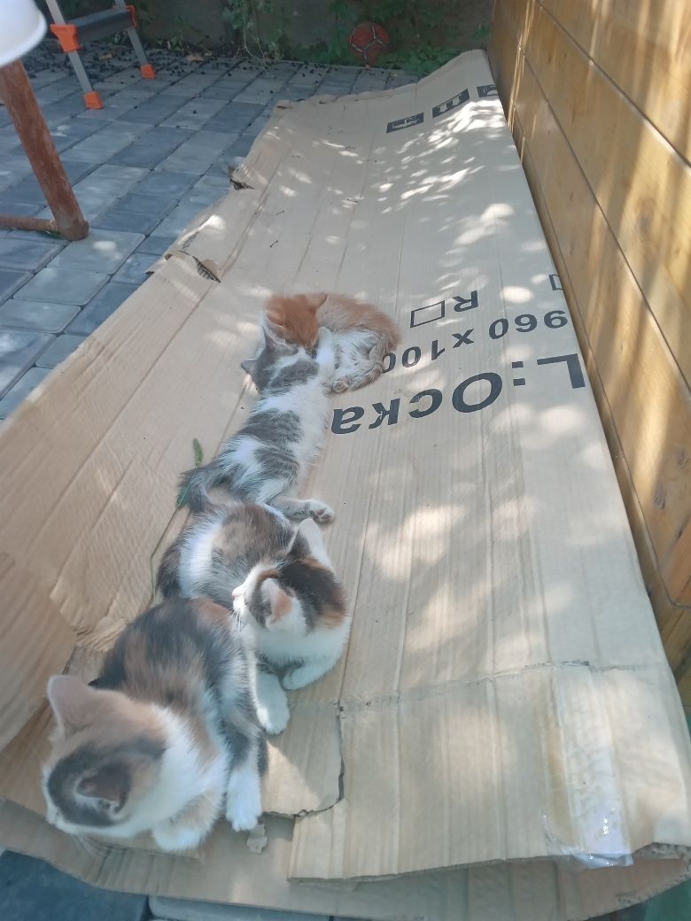 Отдаём маленьких котят (3 девочки 1 рыжий мальчик)
