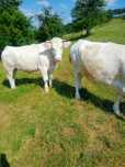 Vand 3 juninci gestante