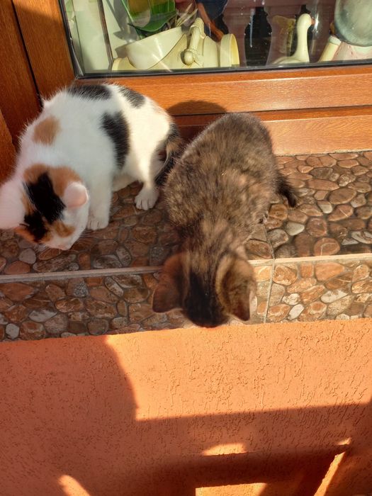 Donez 2 pui de pisică, in varsta de 3 luni foarte jucausi!