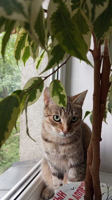 Кошка ищет дом, отдаётся кошка в добрые руки