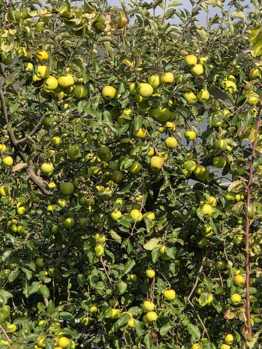 De vânzare 5 lei kg Bio.