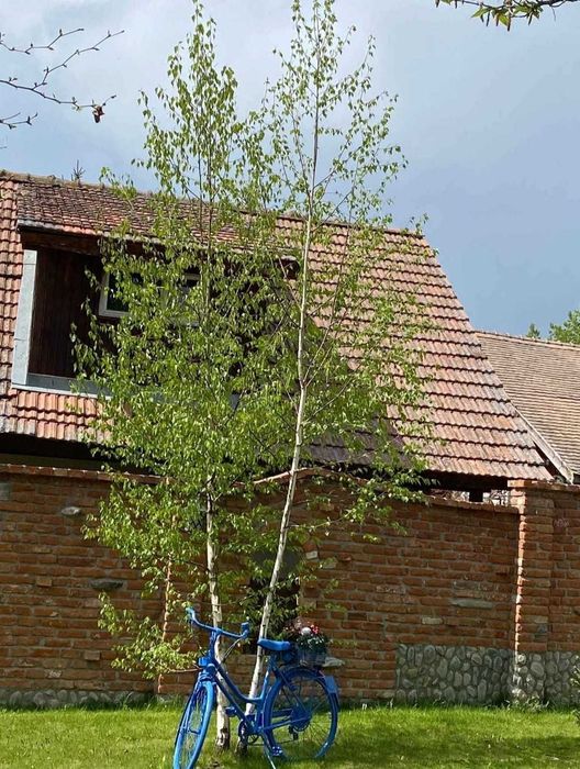 Tei & Platan | Arbori de Umbrire | Poze Live înainte de Transport